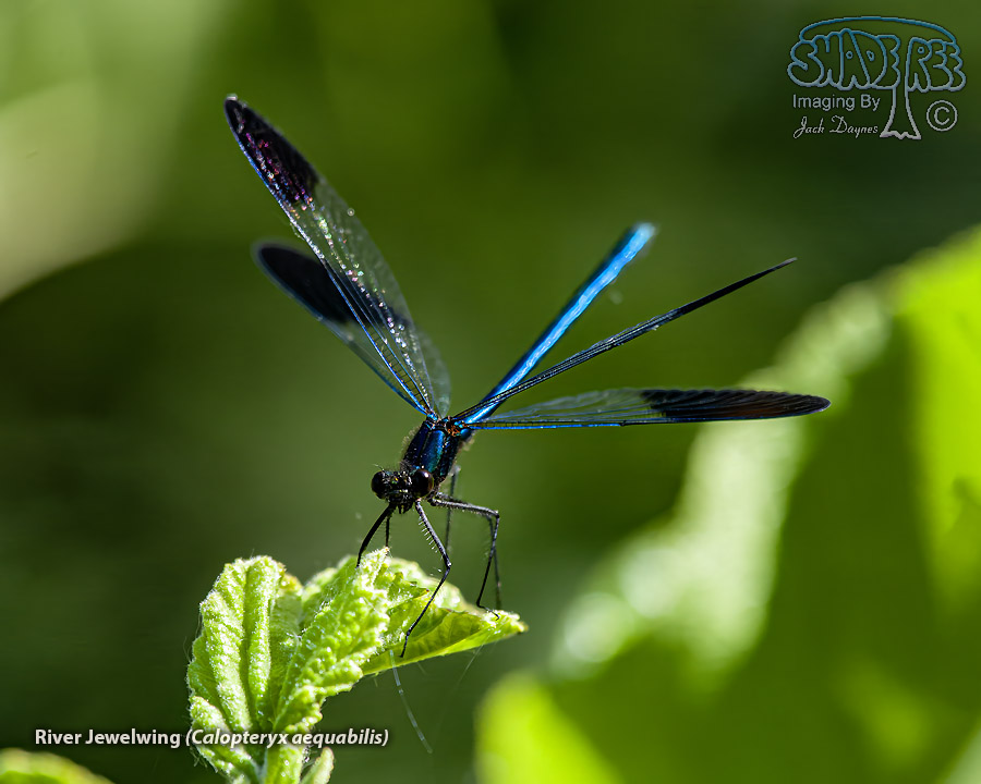 River Jewelwing - Calopteryx aequabilis