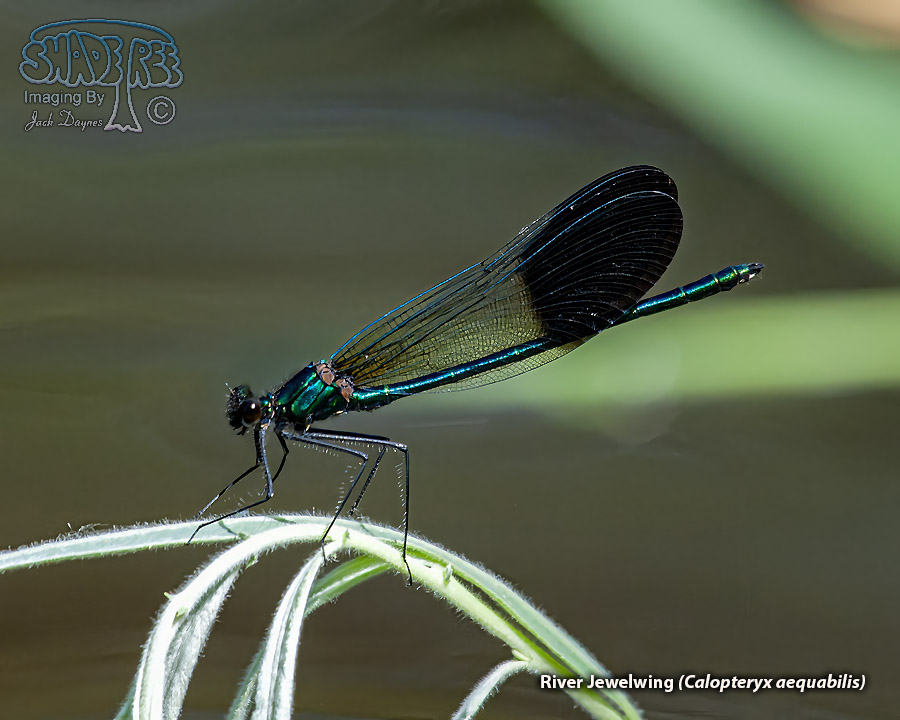 River Jewelwing - Calopteryx aequabilis