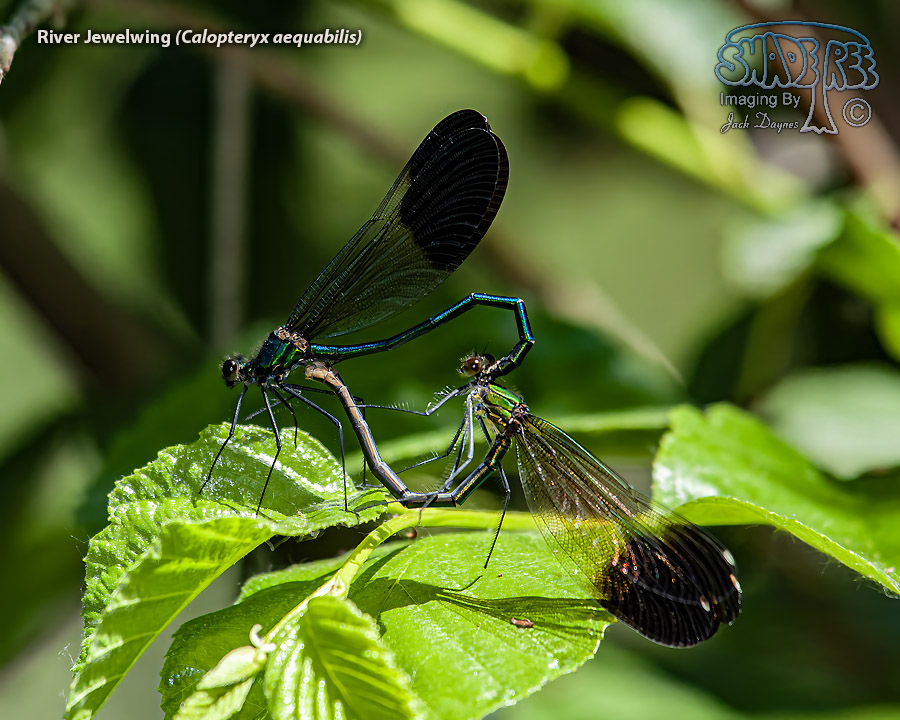 River Jewelwing - Calopteryx aequabilis