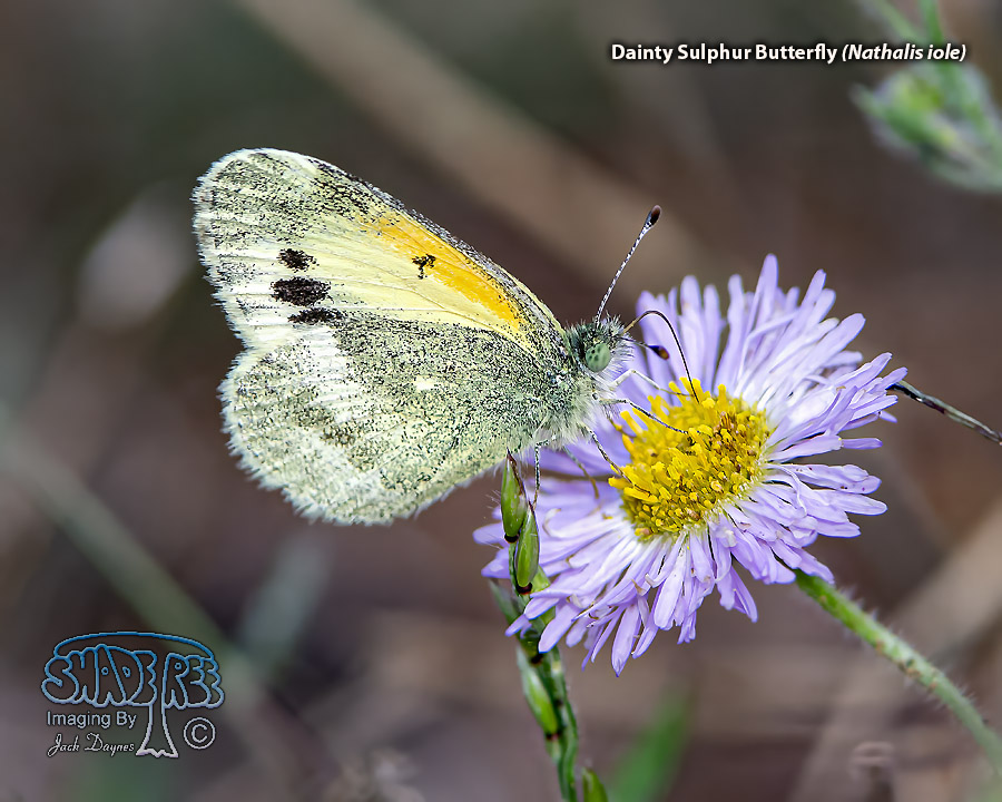 Dainty Sulphur Butterfly - Nathalis iole