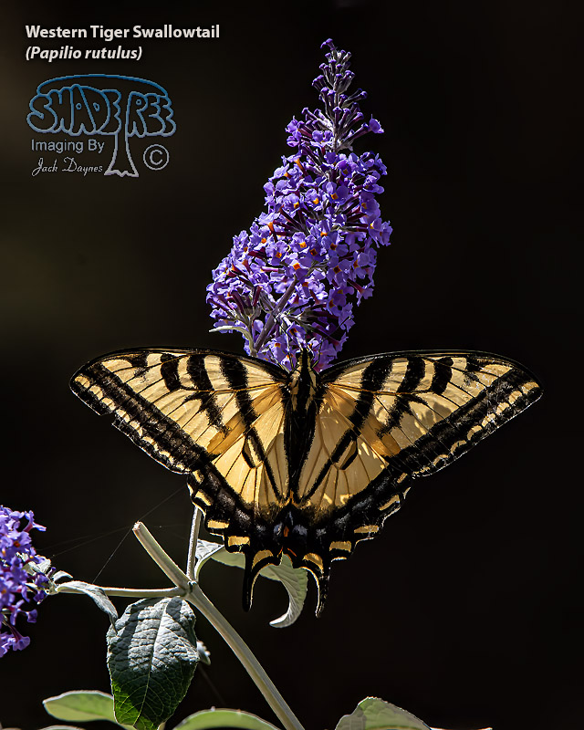 Western Tiger Swallowtail - Papilio rutulus