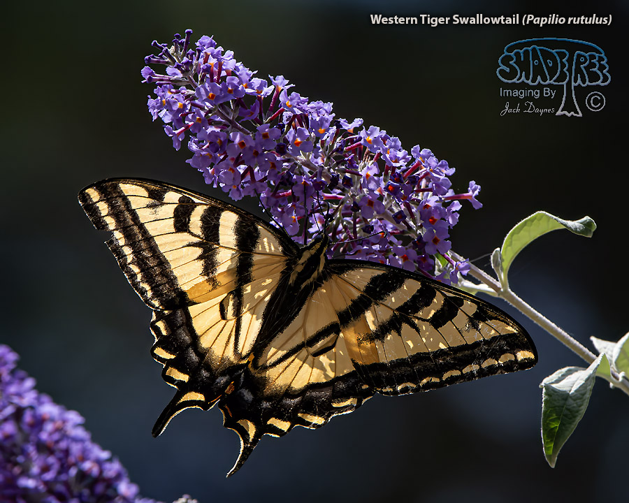Western Tiger Swallowtail - Papilio rutulus
