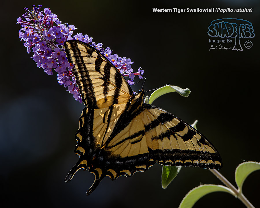 Western Tiger Swallowtail - Papilio rutulus