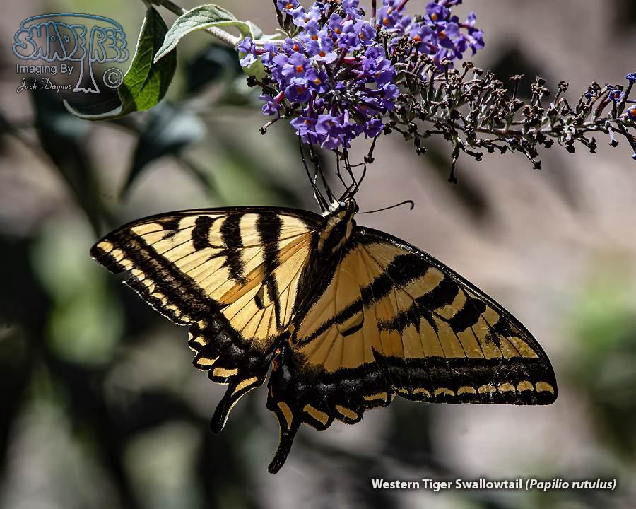 Western Tiger Swallowtail - Papilio rutulus