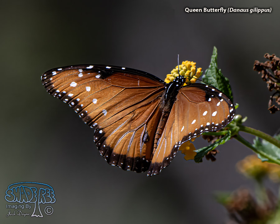 Queen Butterfly - Danaus gilippus