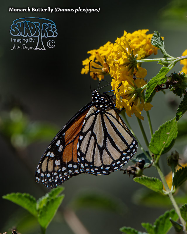 Monarch Butterfly - Danaus plexippus