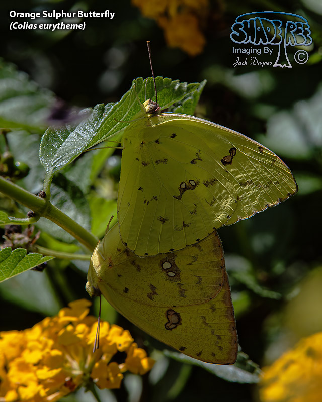Orange Sulphur Butterfly - Colias eurytheme