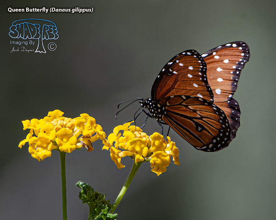 Queen Butterfly - Danaus gilippus