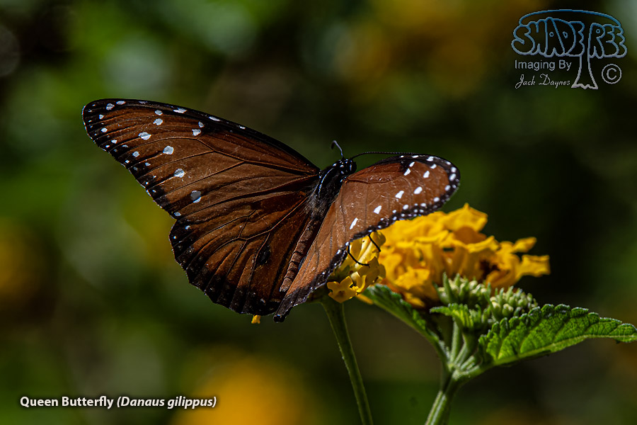Queen Butterfly - Danaus gilippus