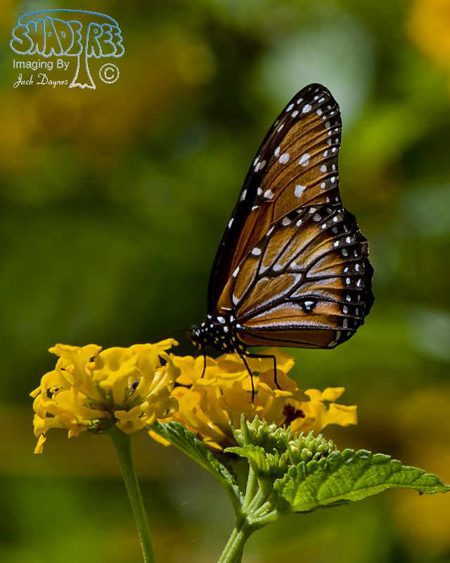 Queen Butterfly - Danaus gilippus