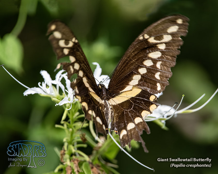 Giant Swallowtail Butterfly - Papilio cresphontes