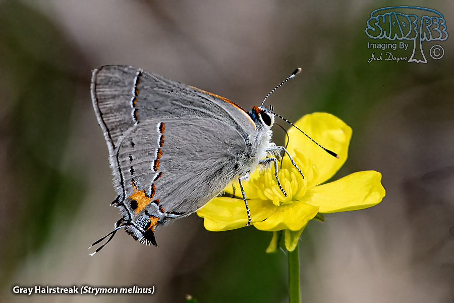 Gray Hairstreak - Strymon melinus