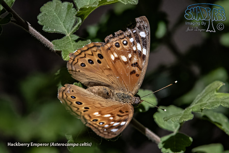 Hackberry Emperor - Asterocampa celtis