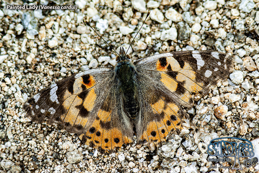 Painted Lady - Vanessa cardui
