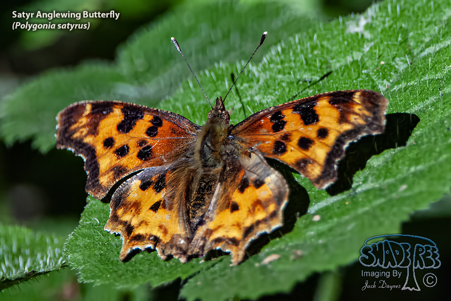 Satyr Anglewing Butterfly - Polygonia satyrus