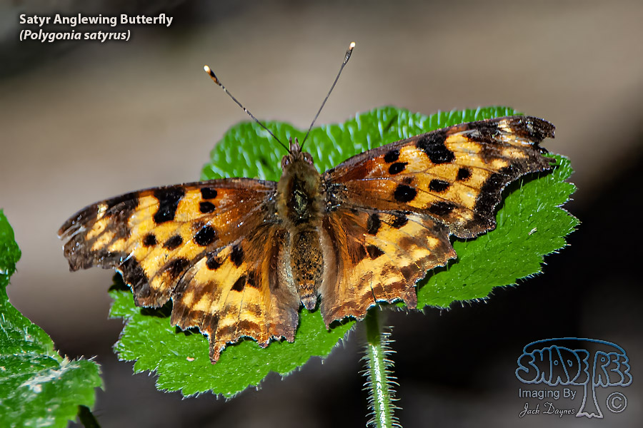 Satyr Anglewing Butterfly - Polygonia satyrus