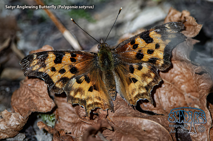 Satyr Anglewing Butterfly - Polygonia satyrus