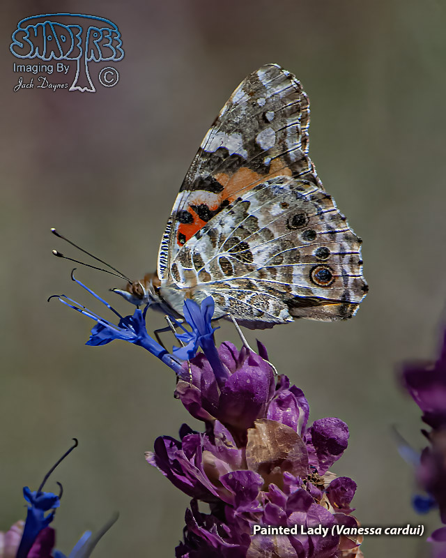 Painted Lady - Vanessa cardui