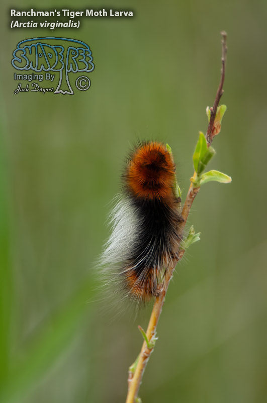 Ranchman's Tiger Moth Larva - Arctia virginalis