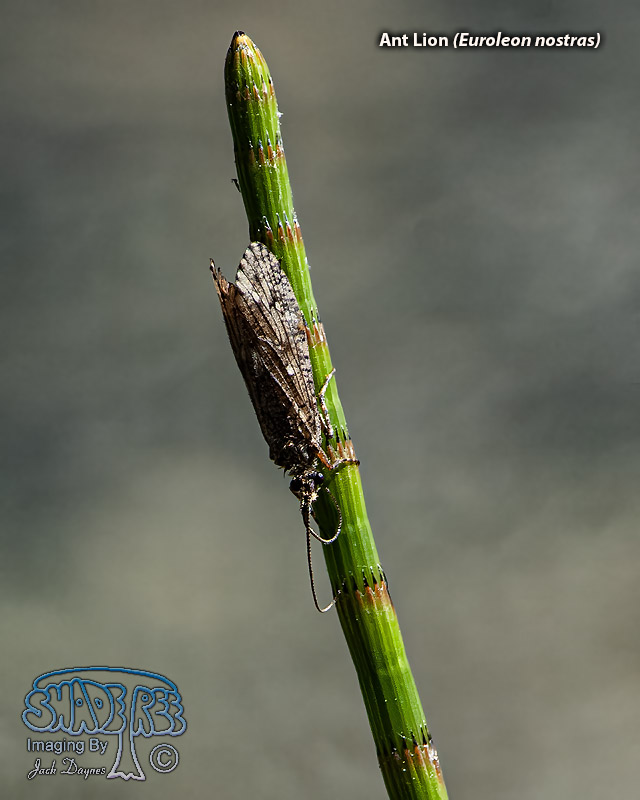 Ant Lion - Euroleon nostras
