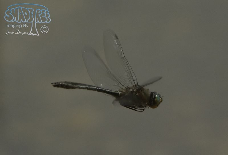 American Emerald - Cordulia shurtleffii