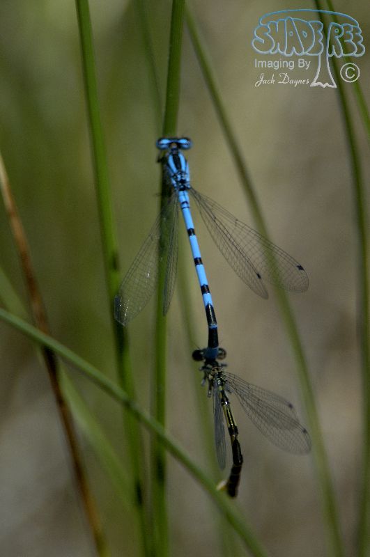 Taiga Bluet - Coenagrion resolutum