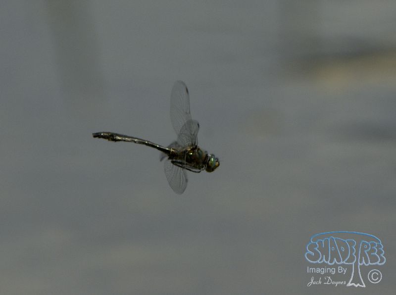 American Emerald - Cordulia shurtleffii