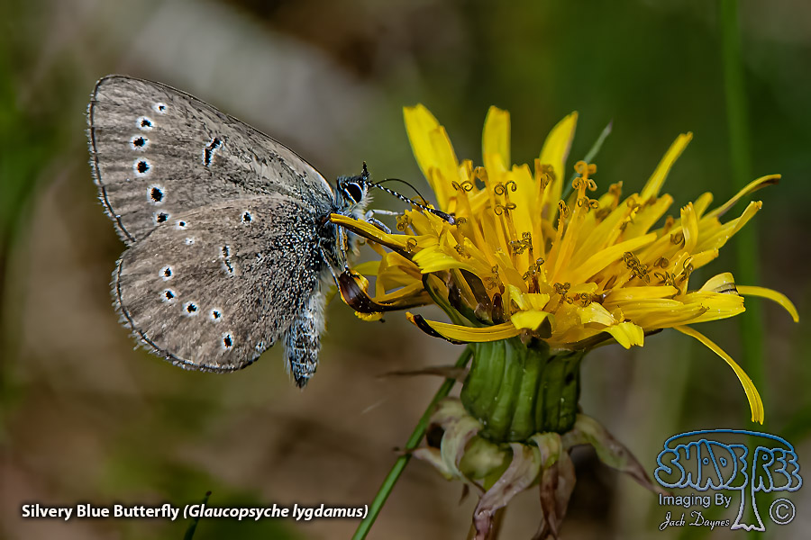 Silvery Blue Butterfly - Glaucopsyche lygdamus