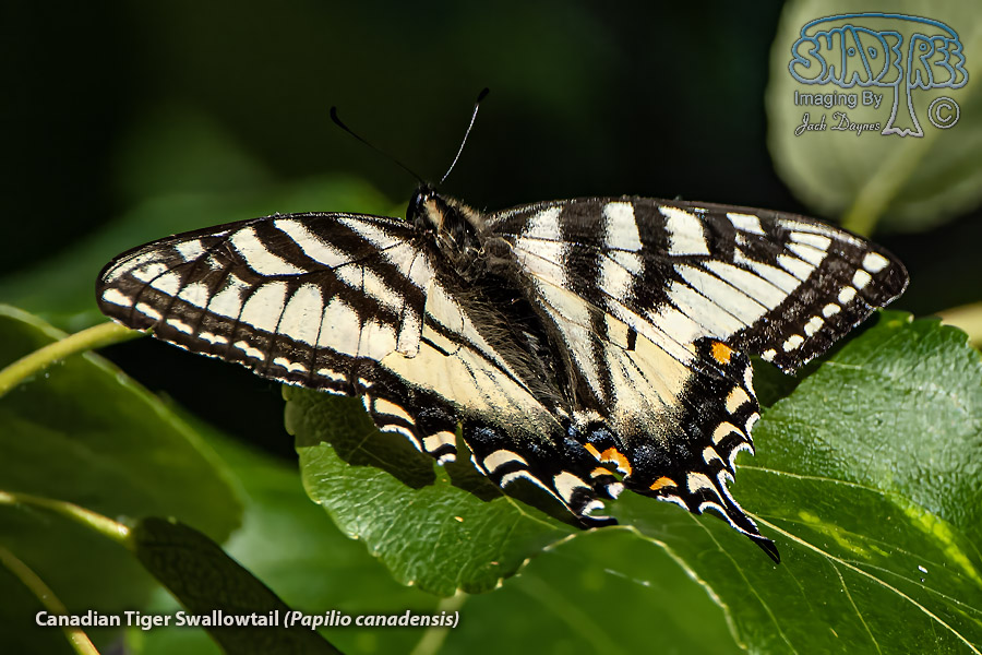 Canadian Tiger Swallowtail - Papilio canadensis