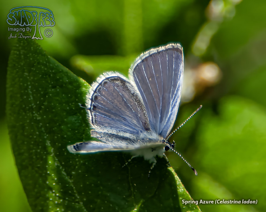 Spring Azure - Celastrina ladon