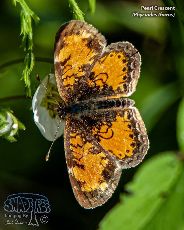 Pearl Crescent - Phyciodes tharos