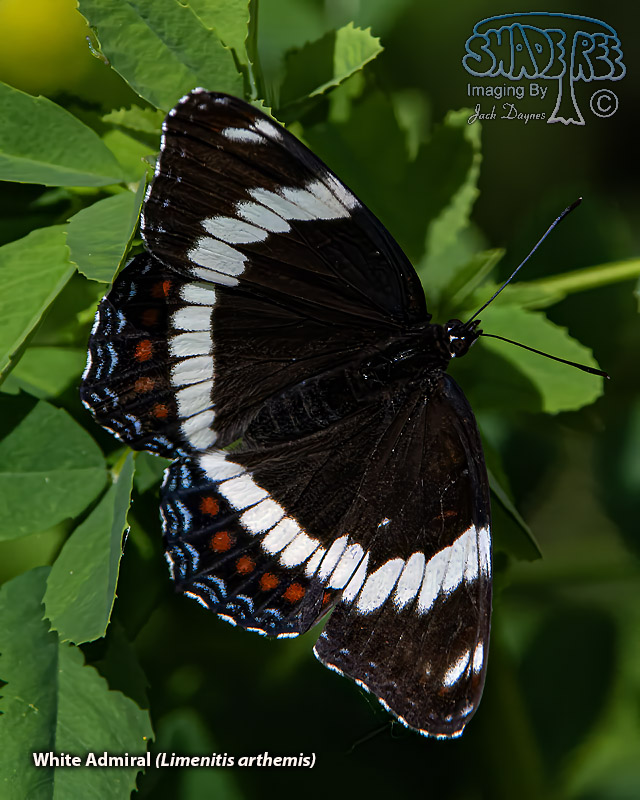 White Admiral - Limenitis arthemis