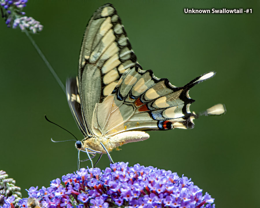Unknown Swallowtail -#1 - Unknown Butterfly