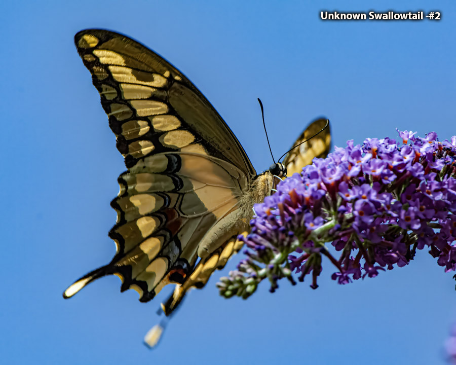 Unknown Swallowtail -#2 - Unknown Butterfly