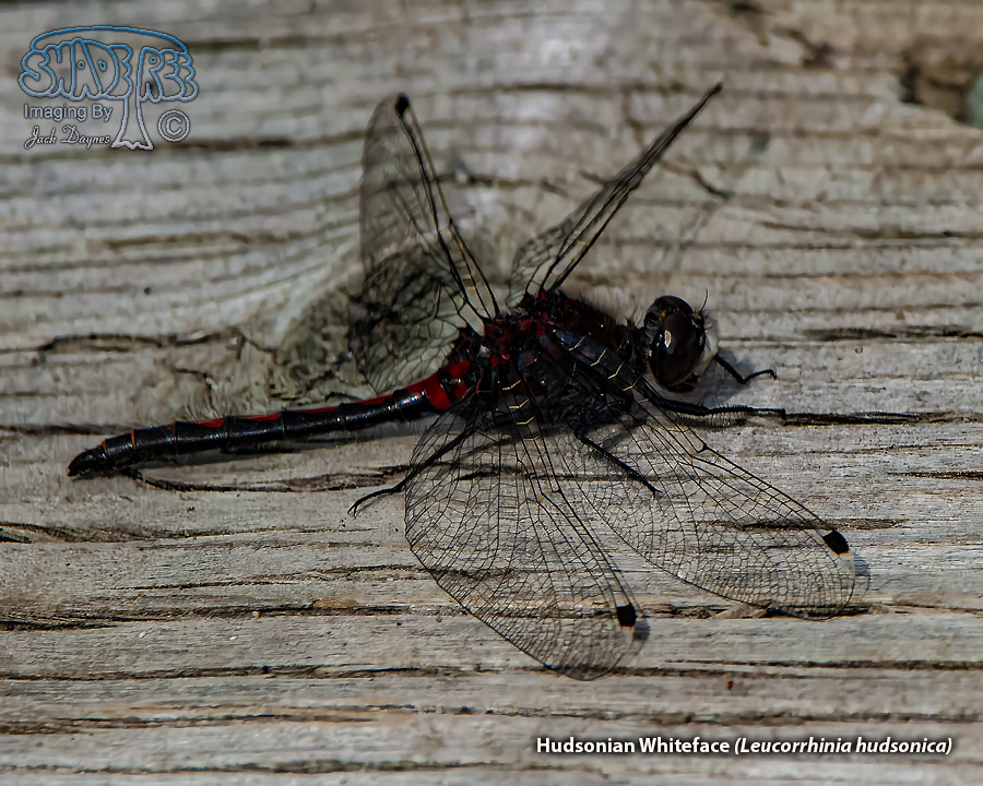 Hudsonian Whiteface - Leucorrhinia hudsonica