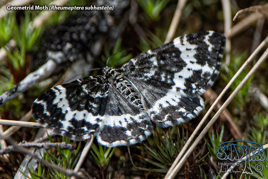 Geometrid Moth - Rheumaptera subhastata