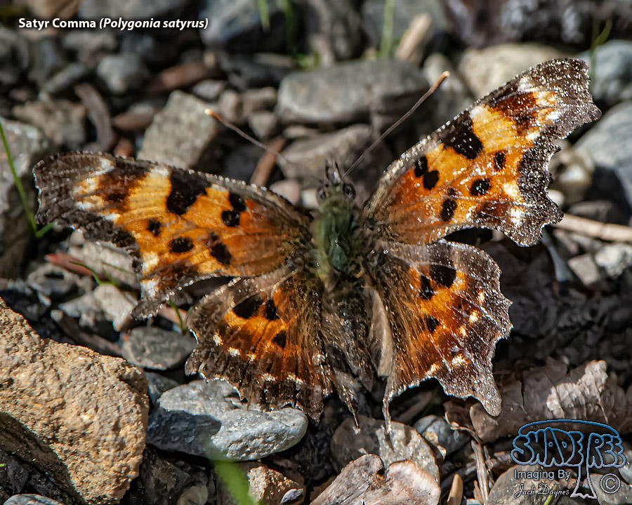 Satyr Comma - Polygonia satyrus