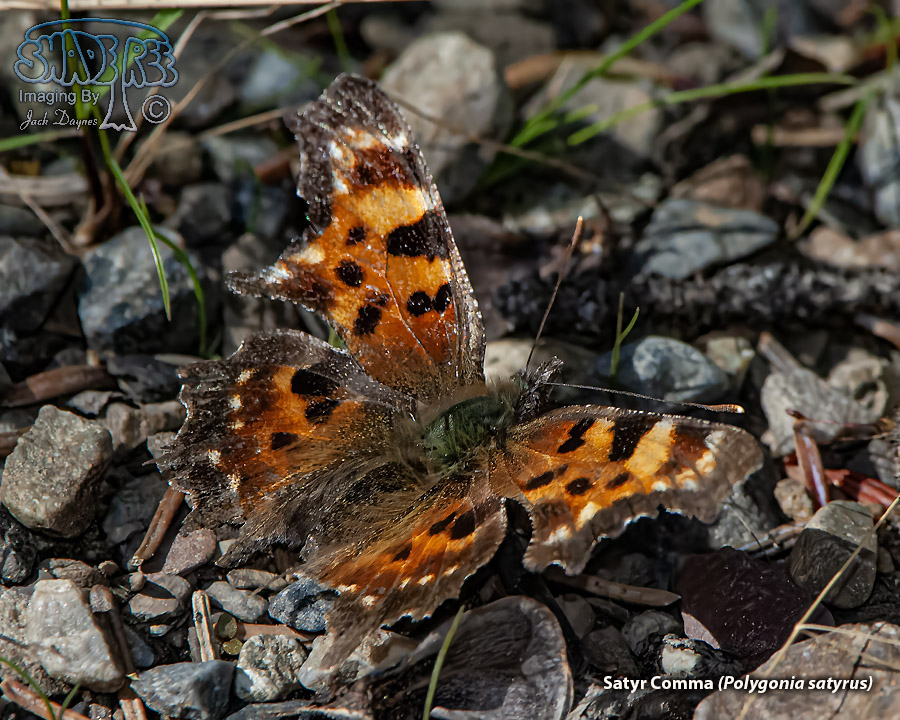 Satyr Comma - Polygonia satyrus