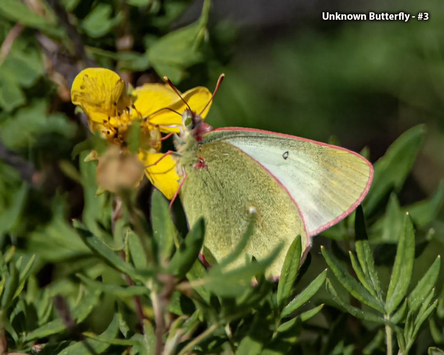 Unknown Butterfly - #3 - Unknown Butterfly