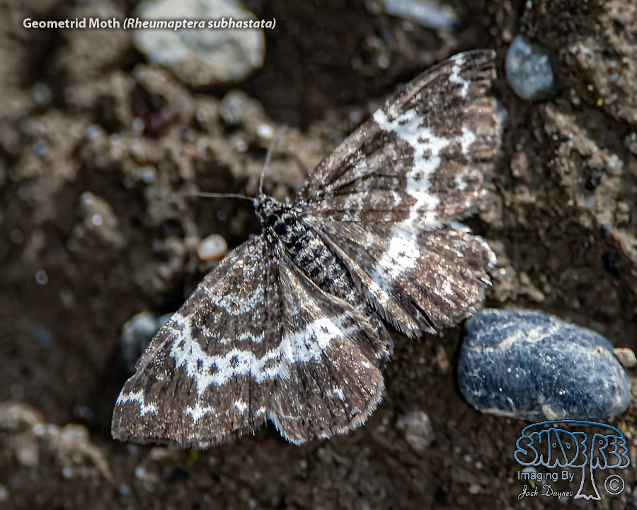 Geometrid Moth - Rheumaptera subhastata