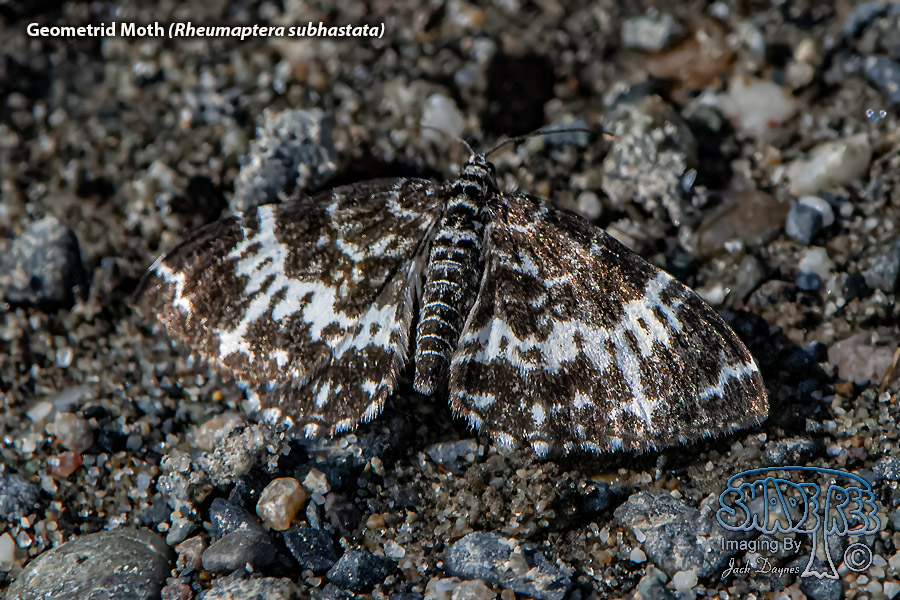 Geometrid Moth - Rheumaptera subhastata