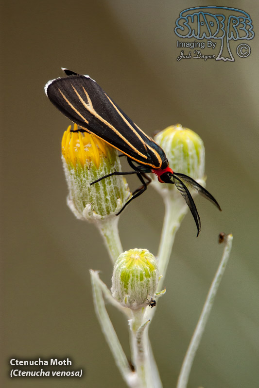 Ctenucha Moth - Ctenucha venosa