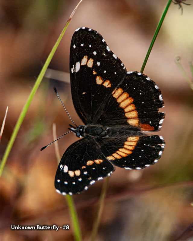 Unknown Butterfly - Unknown Butterfly