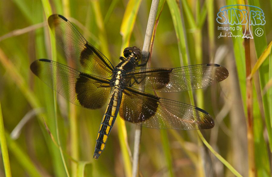 Widow Skimmer - Libellula luctuosa