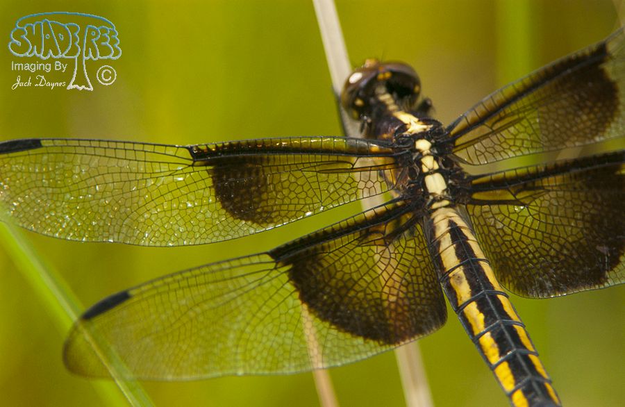 Widow Skimmer - Libellula luctuosa