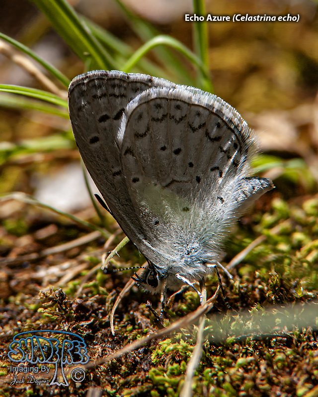 Sooty Azure - Celastrina ebenina