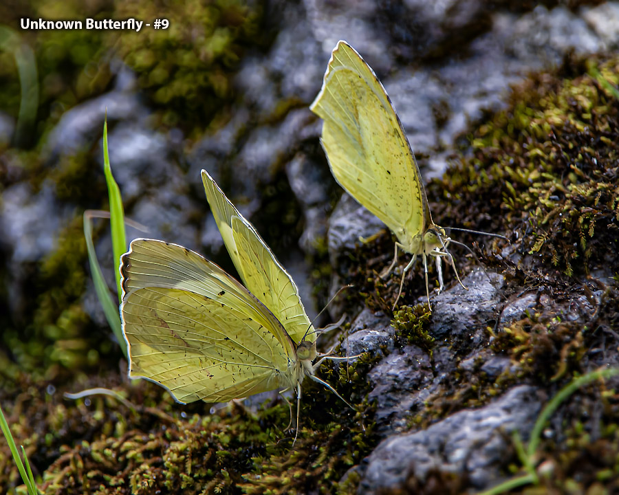 Unknown Butterfly - #9 - Unknown Butterfly
