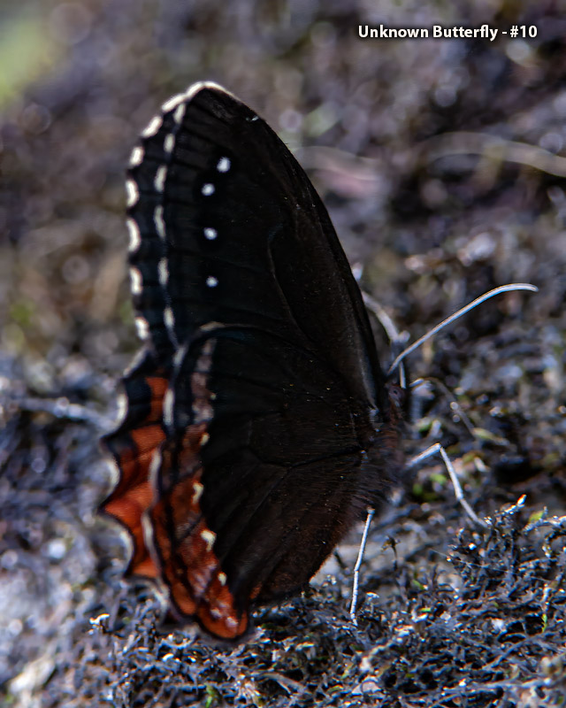Unknown Butterfly - #10 - Unknown Butterfly