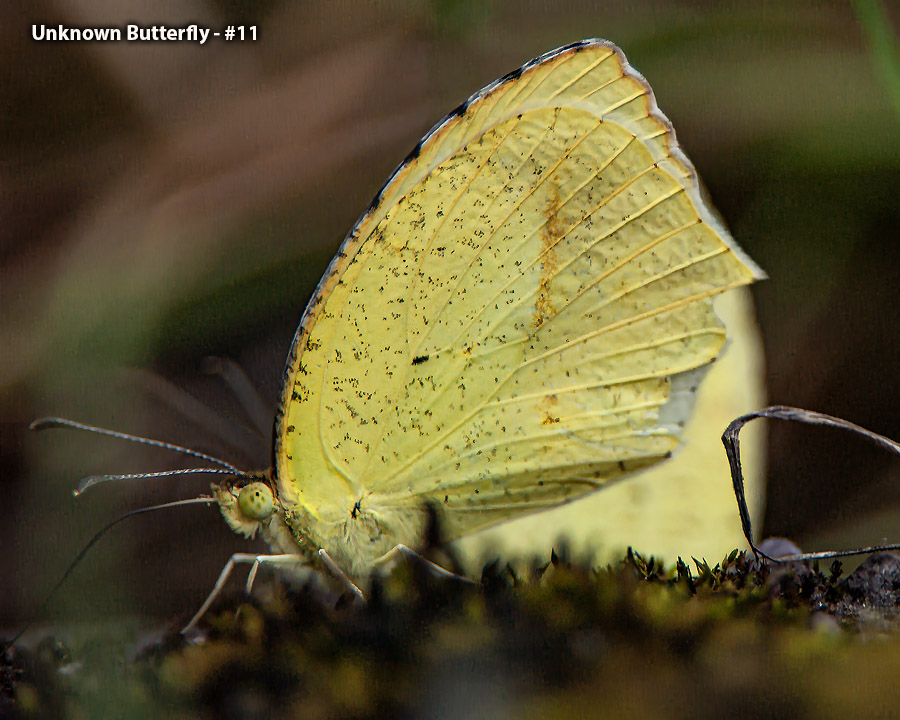 Unknown Butterfly - #11 - Unknown Butterfly
