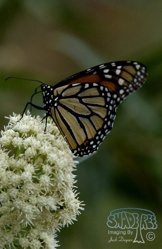 Monarch Butterfly - Danaus plexippus